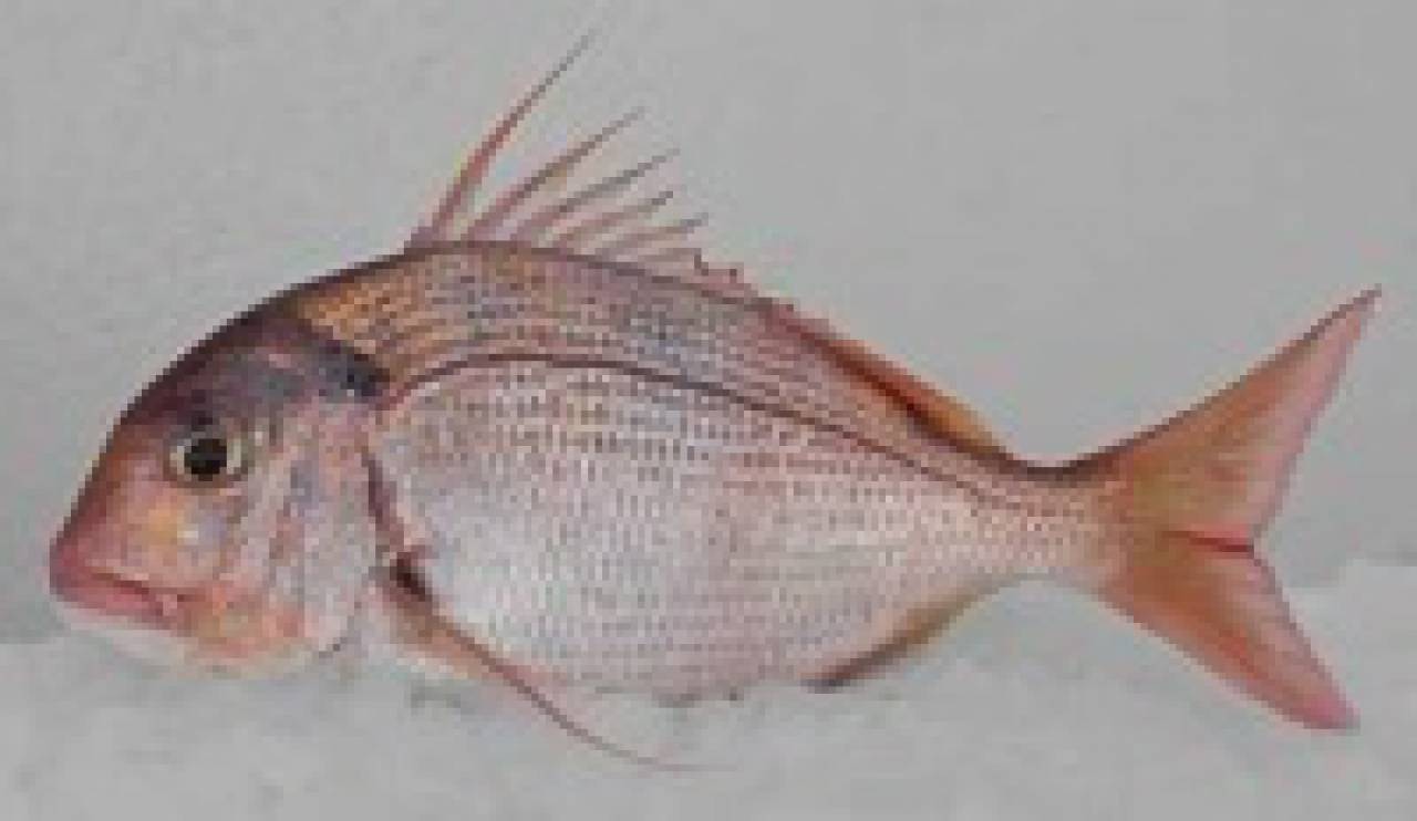 Les "Sparidae" : dorade (ou pagre), pageot, denté, sar, bogue, saupe