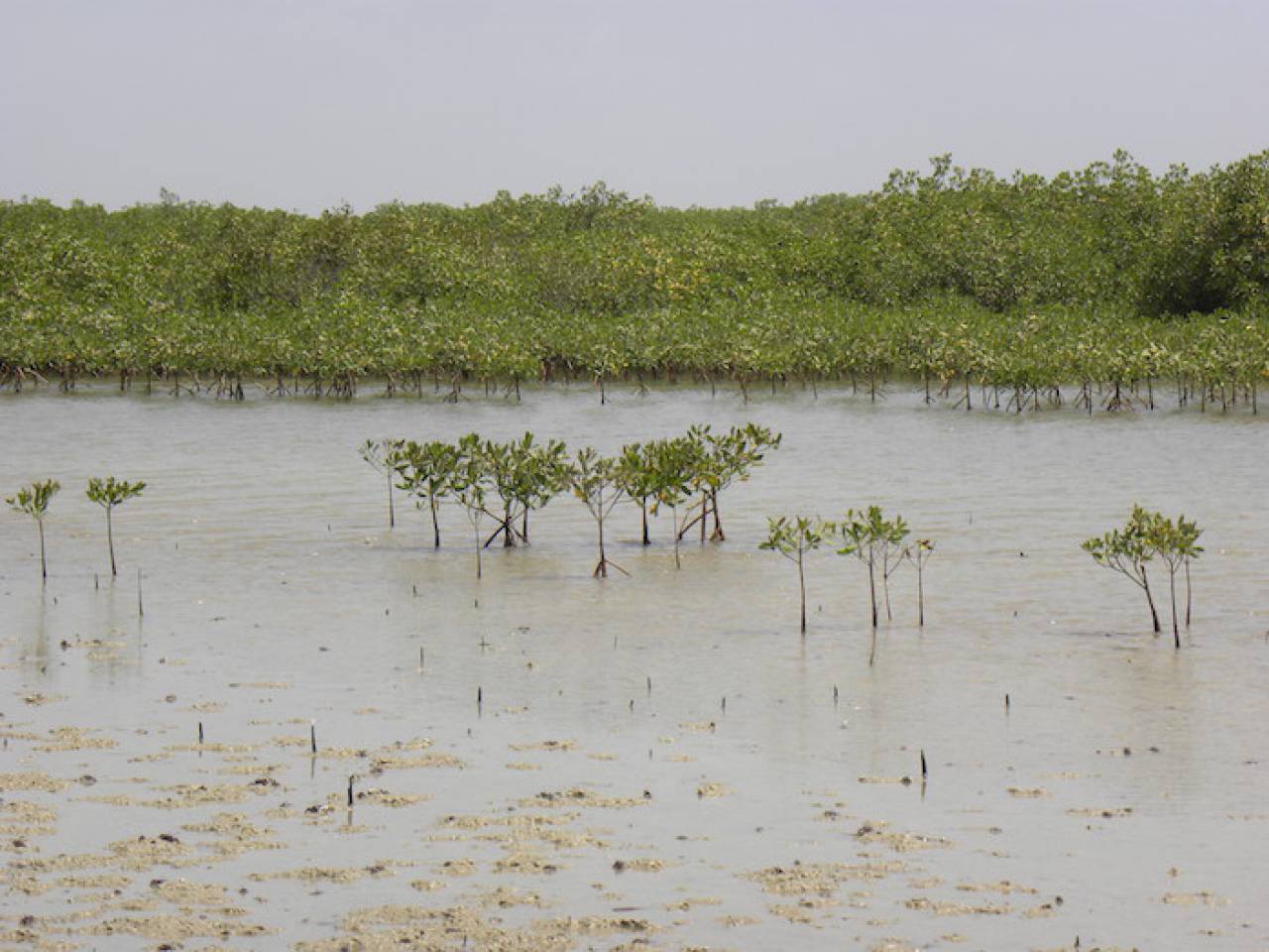 Face au changement climatique, l’ONU veut inciter à la création d’aires marines protégées
