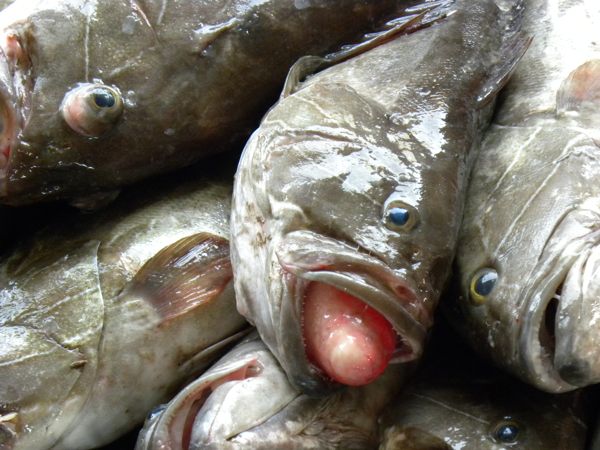 Le secteur des Pêches Maritimes du Sénégal