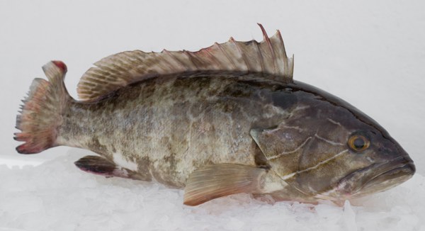 Octroi des licences de pêche : le CONIPAS craint de perdre le marché européen