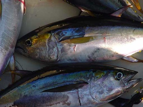 Les Thonidés nécessitent une protection accrue